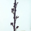 portfolio-image