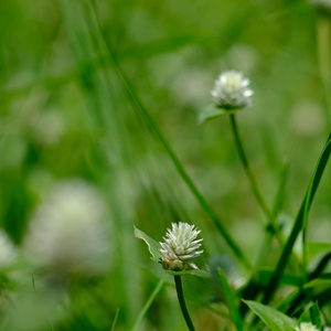 Se débarrasser des mauvaises herbes : nos conseils
