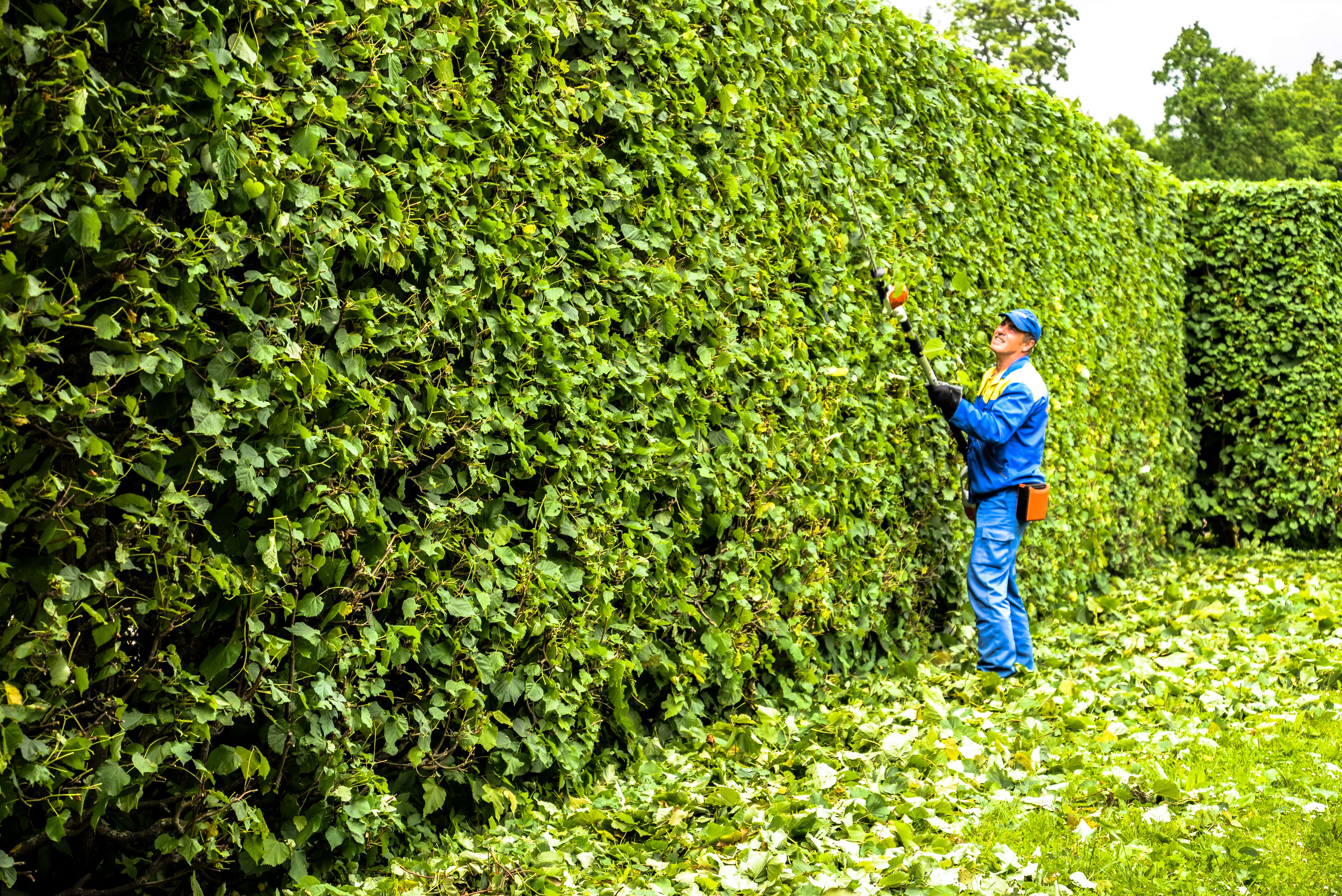 Hauteur Des Haies Entre Voisins En Belgique